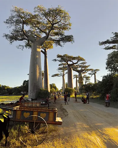 Мадагаскар